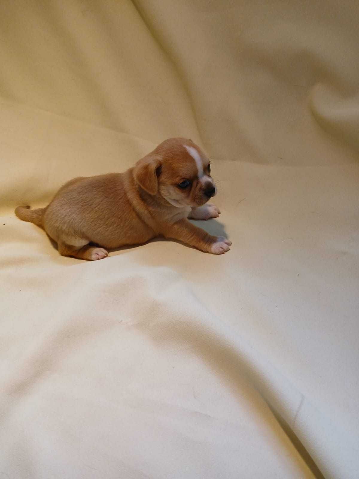 Chihuahua piesek z rodowodem