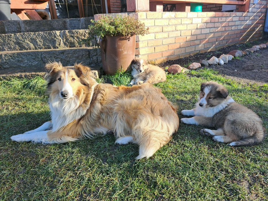 !GOTOWE NA NOWY DOM! -Owczarek szkocki collie- szczeniaki