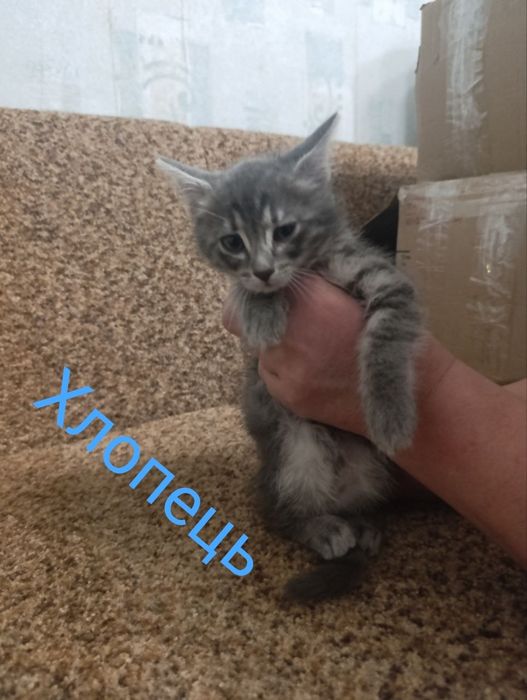 Кошенята в гарні руки