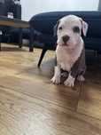 American Staffordshire Terrier