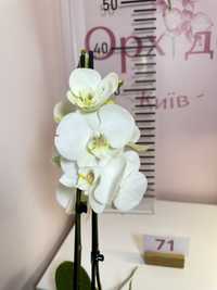 Орхідея біла