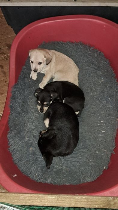 Cachorro para adoção