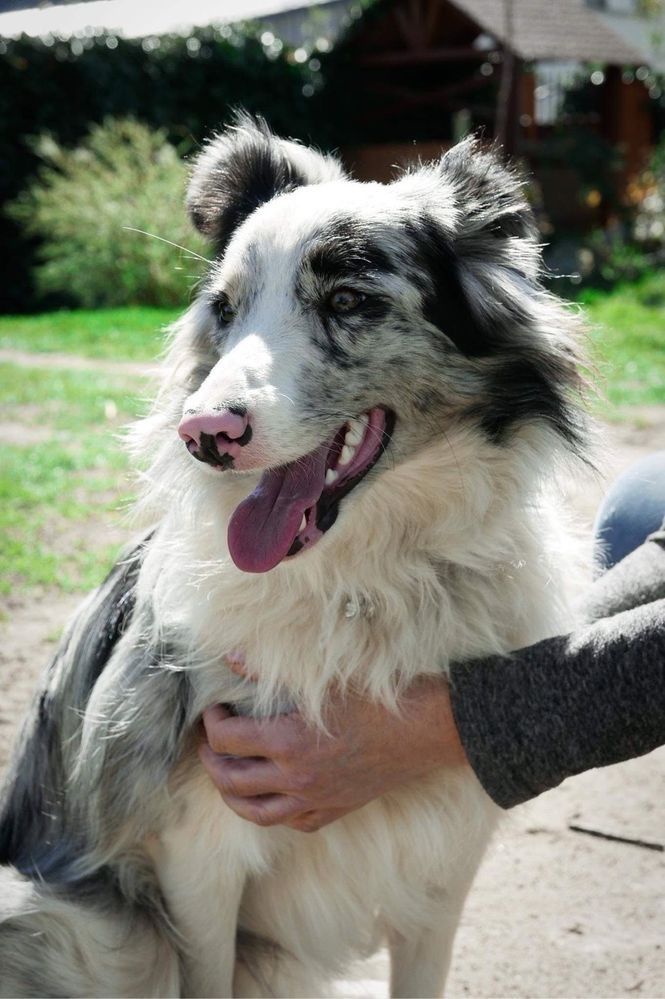 Zapowiedź miotu rasy border collie