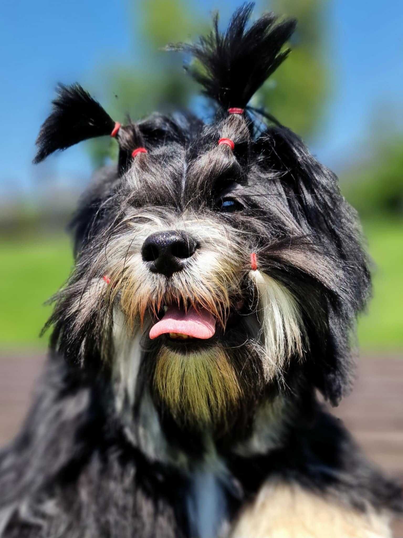 Piekne szczenie Lhasa Apso ZKwP/FCI