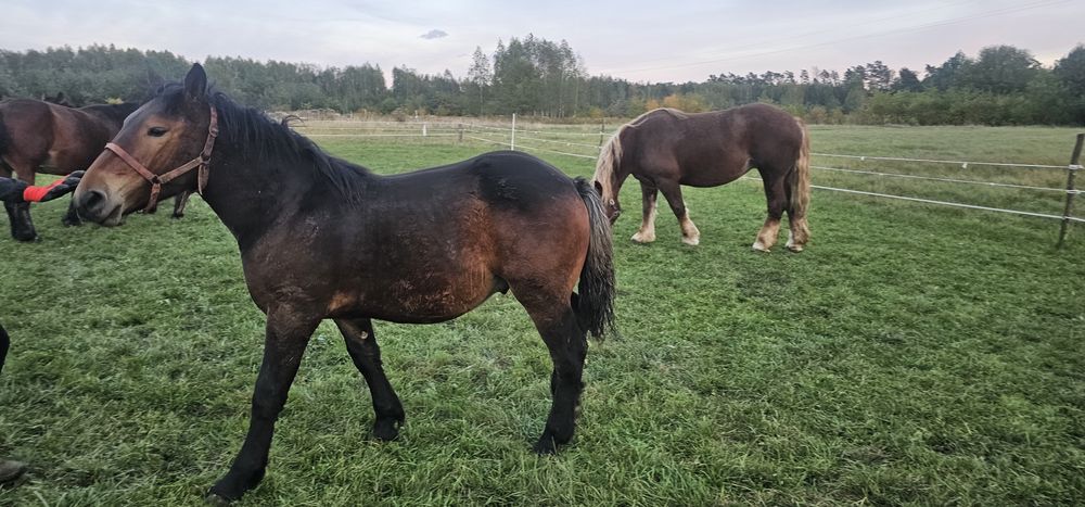 Ogierki zimnokriwste