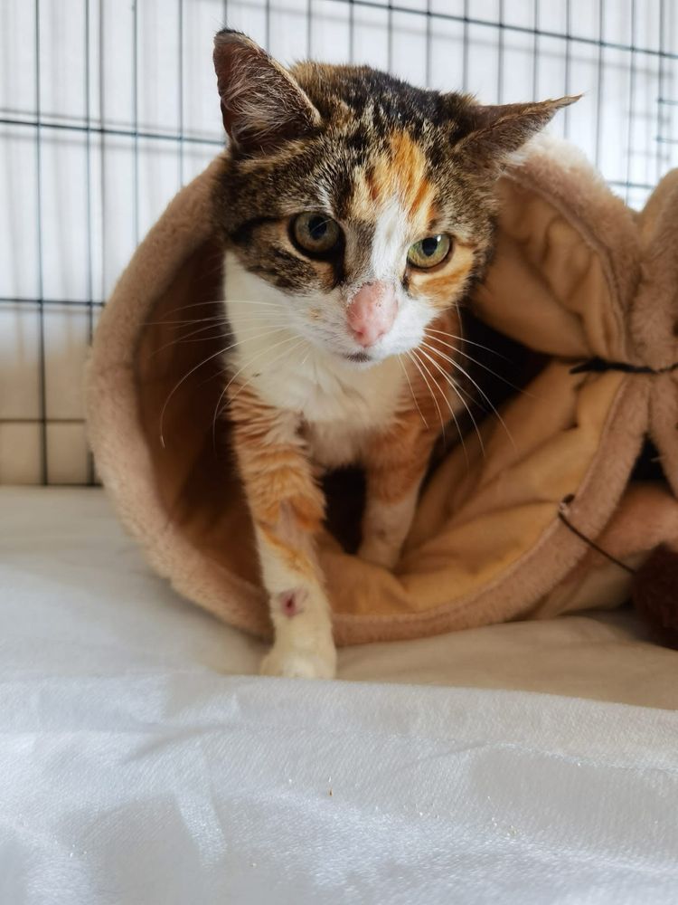 Aussie śliczna kotka do adopcji