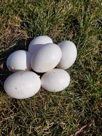 Яйце інкубаційне Декалб уайт