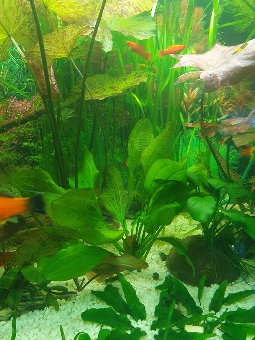 Echinodorus ocelot duża roślina do akwarium.