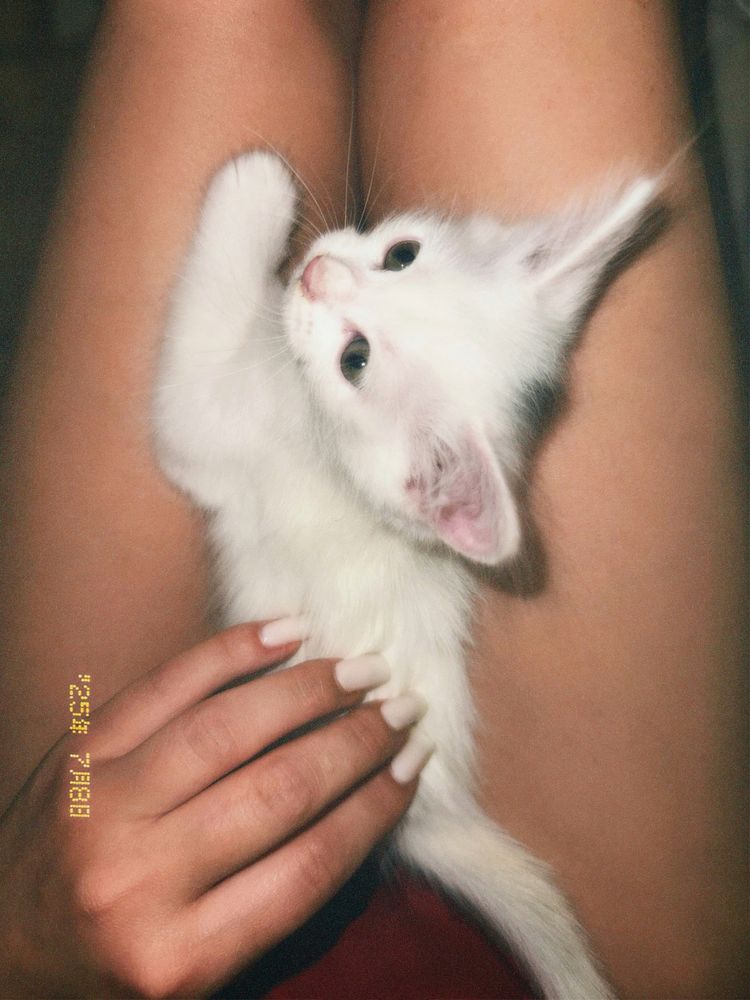Котёнок Турецкой Ангоры