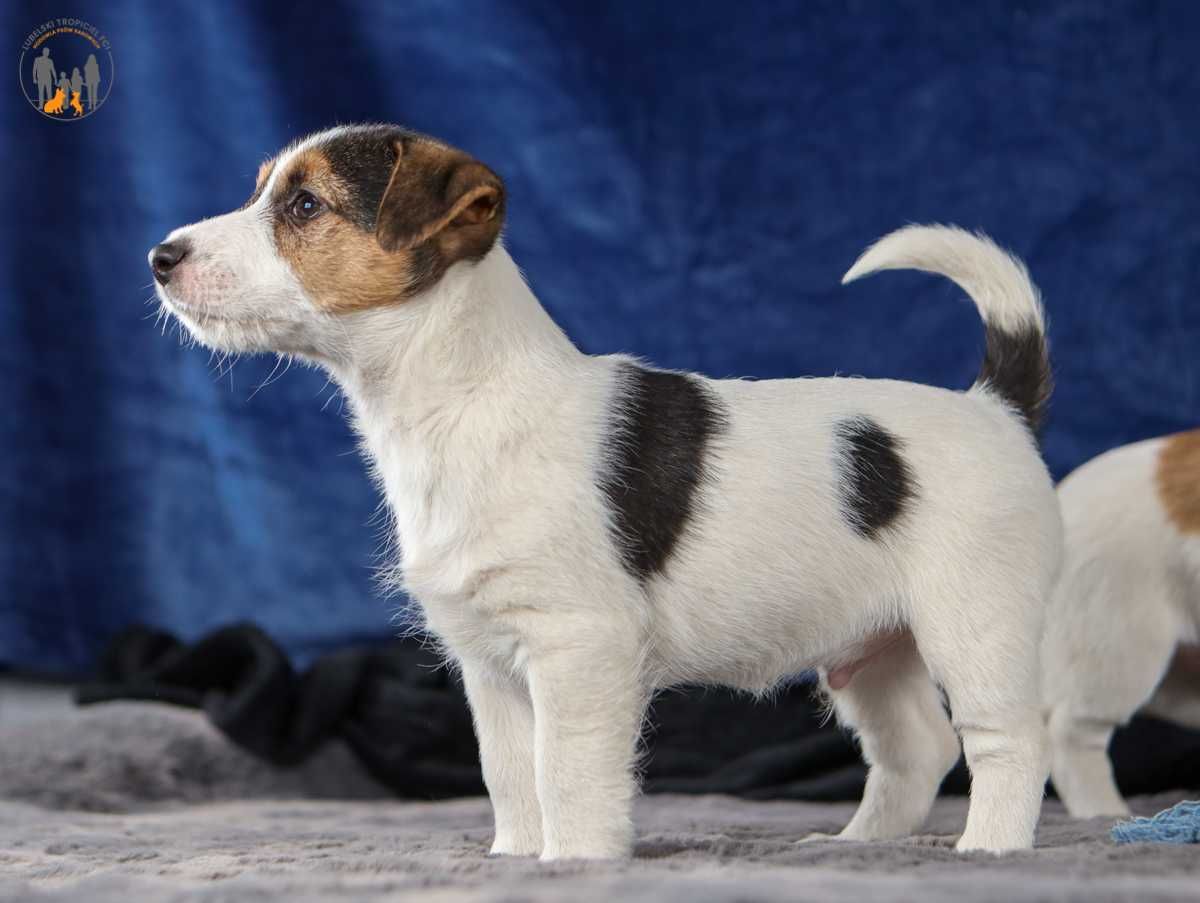 Jack Russell Terrier ZKwP FCI