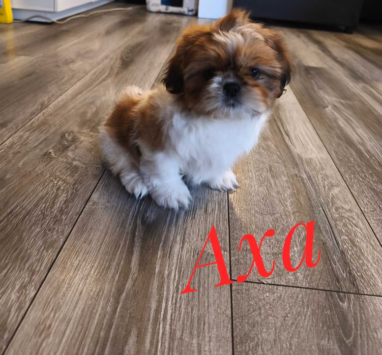 Shih Tzu - Axa - ślicznotka