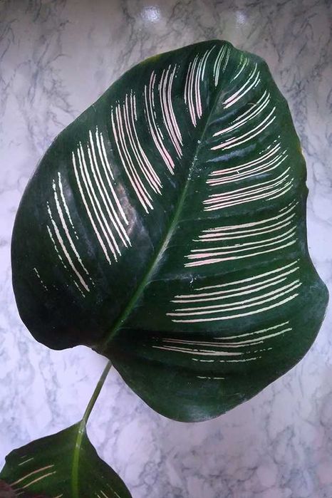 Калатея Орната Сандеріана (Calathea Ornata Sanderiana)