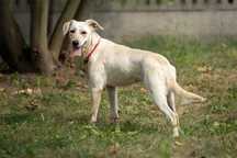 Labrador mix Zojka szuka domu schronisko Bełchatów -aktualne