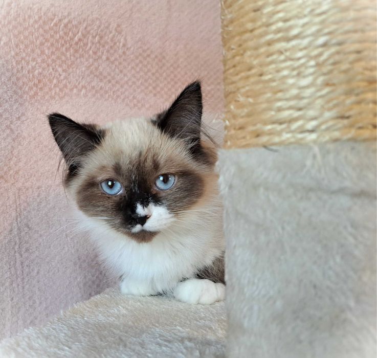 Kocurek Neva Masquerade – żółta obróżka, Nacho