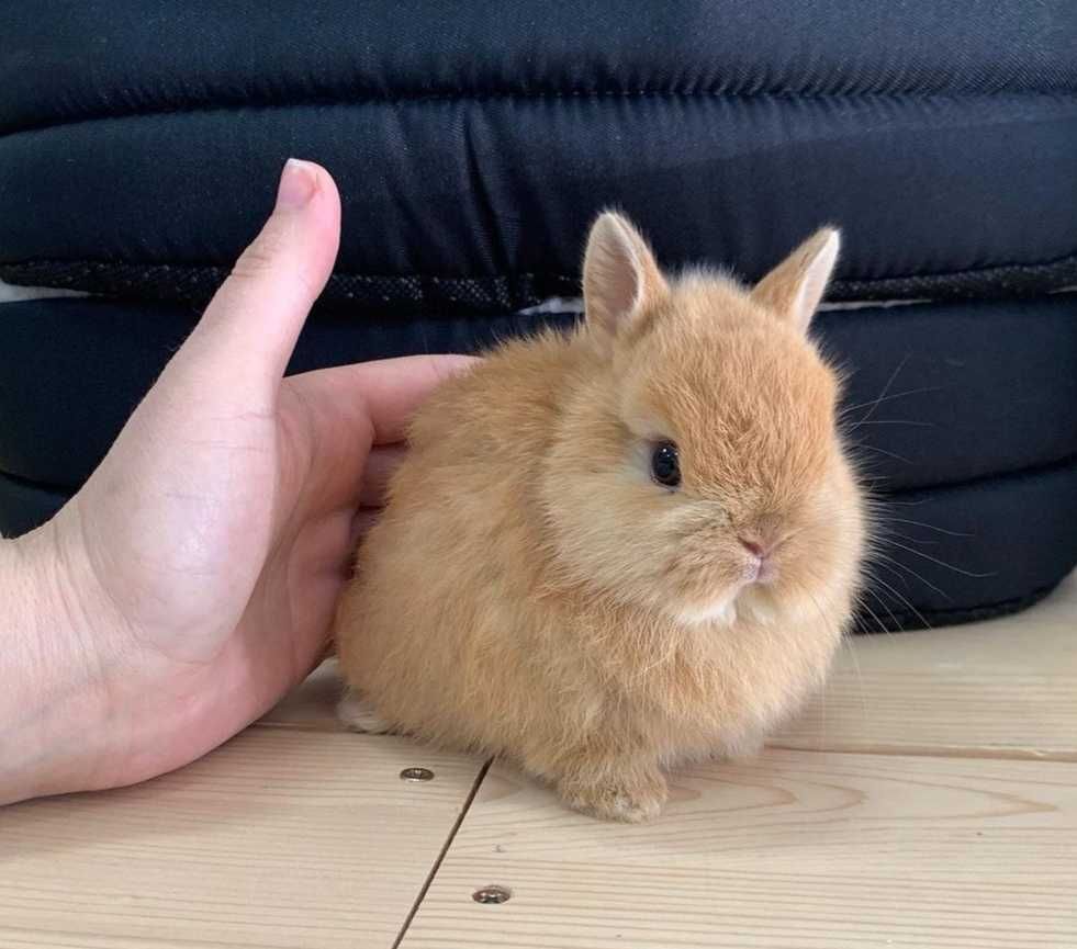 KIT Coelhos anões minitoy e mini holandês, coelhinhos muito dóceis