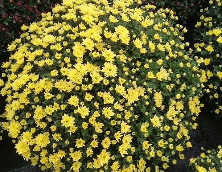 Chryzantemy drobnokwiatowe