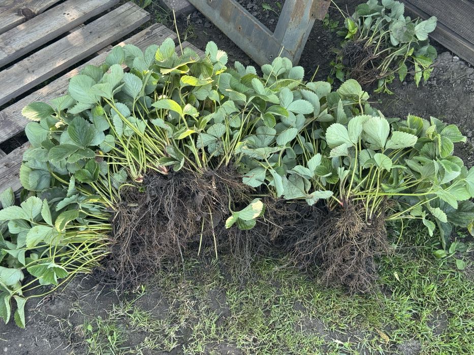 Truskawka wczesna dukat 1szt - 1 zl+ gratisy