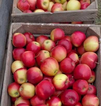 Skrzynka owoców jabłko gruszka 15kg