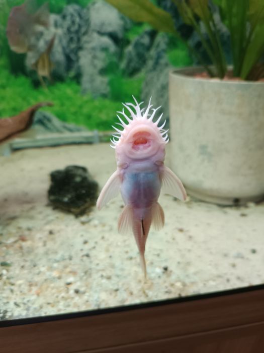 Ancistrus L144 snow white,