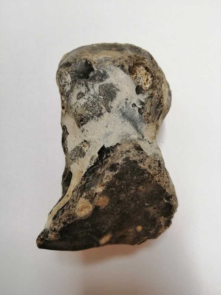Skamielina, skamieniałość. Rozmiar 12x8 cm, waga 725g.