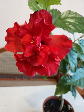 Китайская роза, гибискус красного цвета.