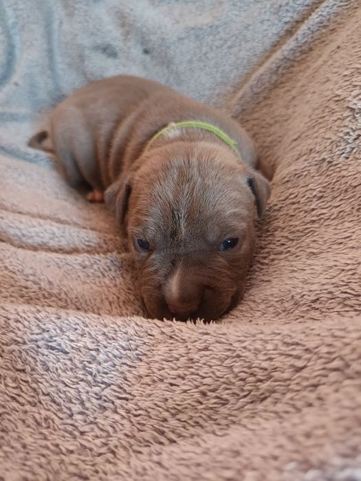 Piesek American Staffordshire Terrier, Amstaff