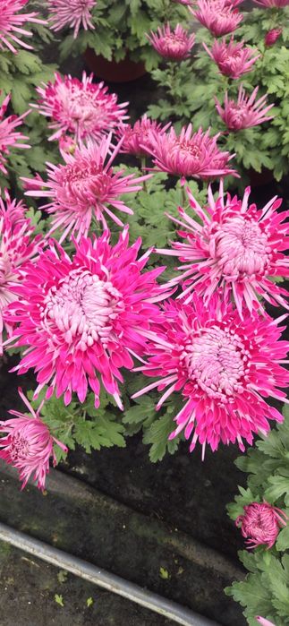 Igiełki chryzantemy