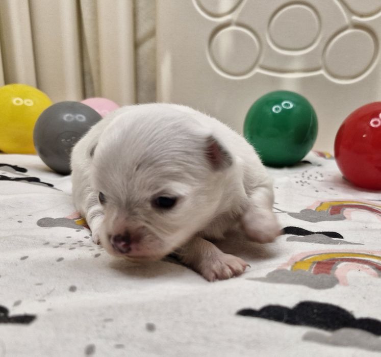 Chihuahua suczka długowłosa