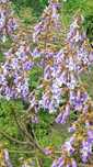 Nasiona Paulownia-cesarskie drzewo promocja 200 szt.nasion