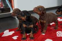 Doberman piesek FCI .