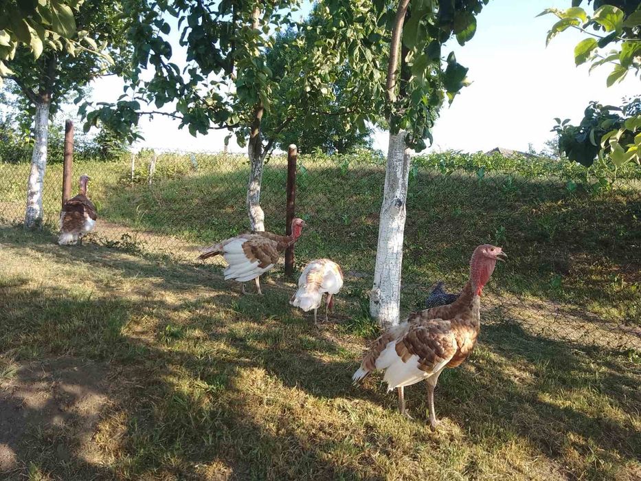 індики  червоний бурбон.яйця