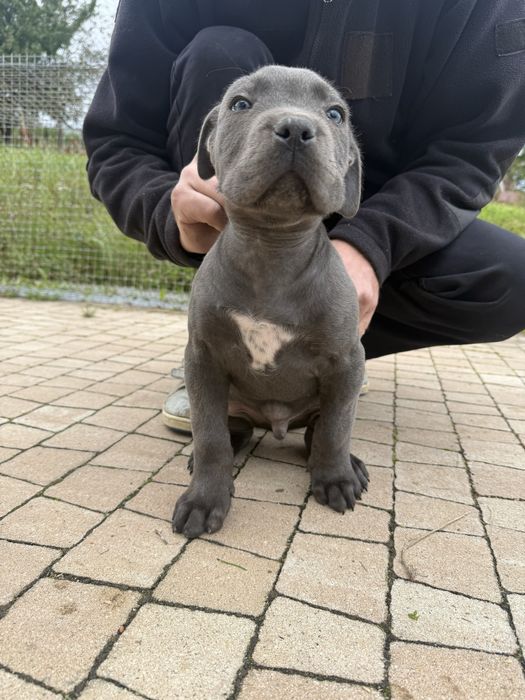 Bardzo ładny błekitny szczeniak Cane Corso