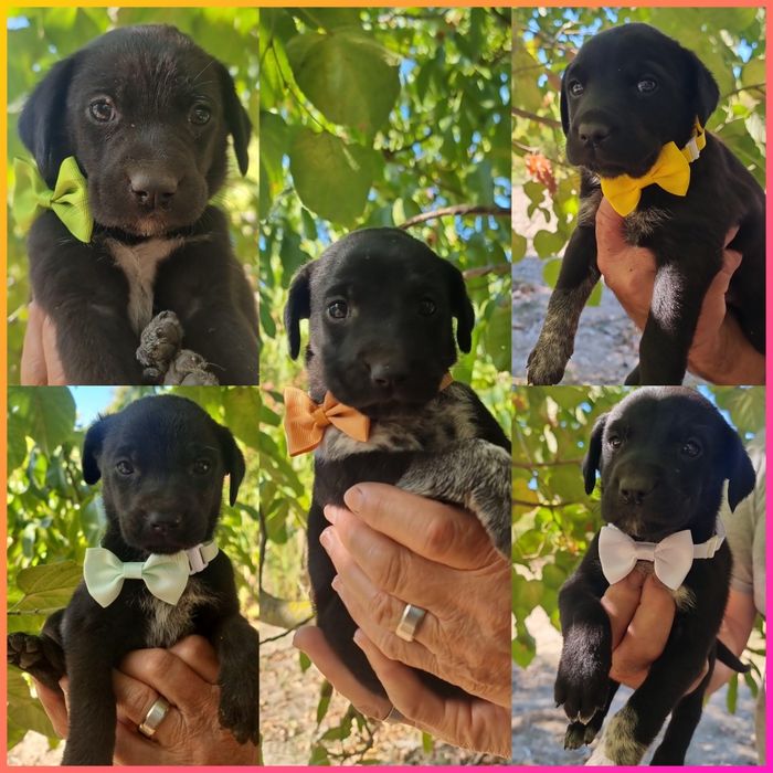 Cachorrinhas para adoção