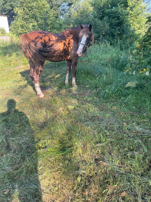Продам кобилу спокійного