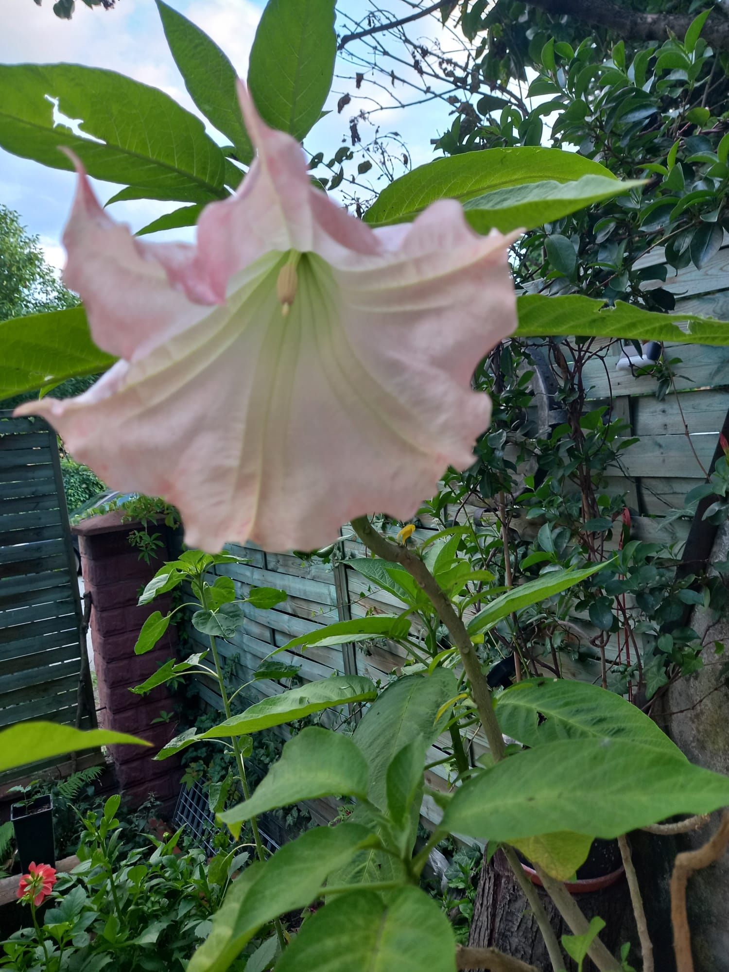 Kwiat Sadzonka Brugmansia ( Anielskie Trąby ) Sadzonka Datura