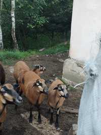 Baran barany kameruńskie owce