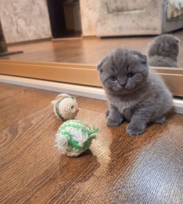 Висловуха британка