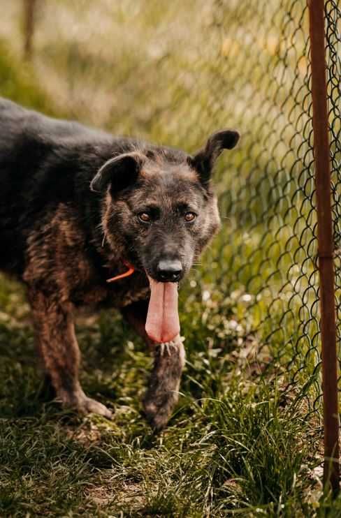 Idealny kandydat na Twojego przyjaciela poleca się do adopcji!!!