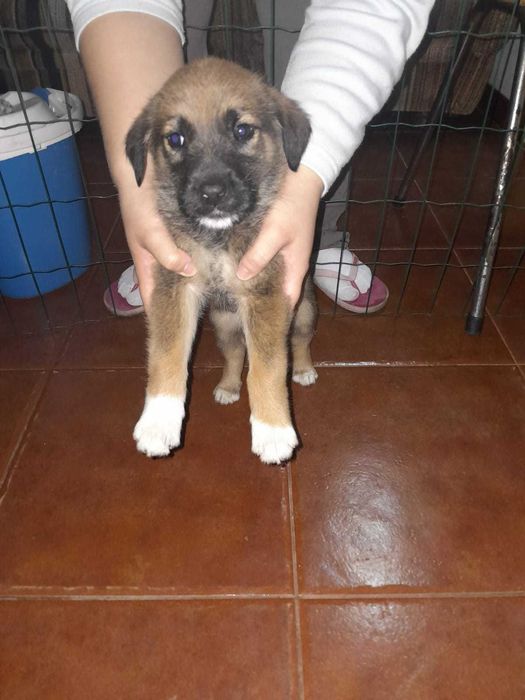 Adoção urgente - abandonados na rua