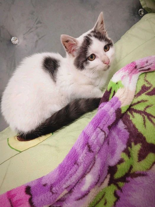 Принцеса з гривкою, біля 3 міс.