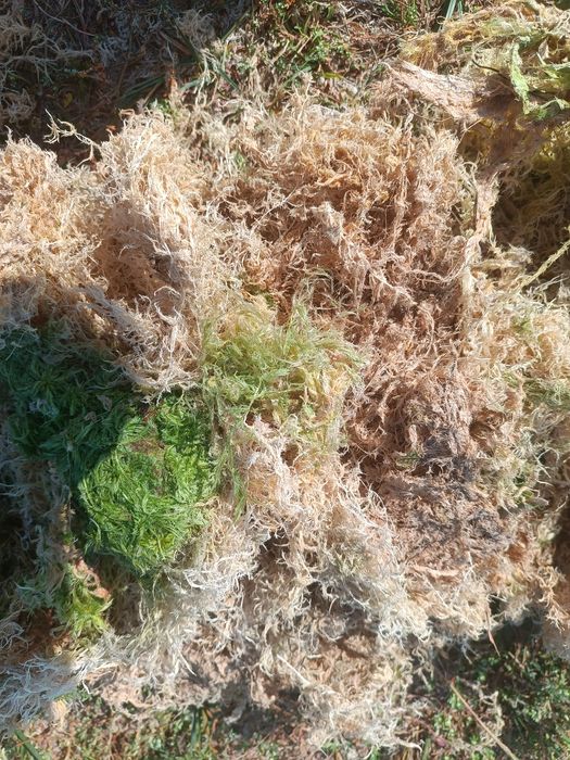 Живий Мох СФАГНУМ ОПТ/роздрі