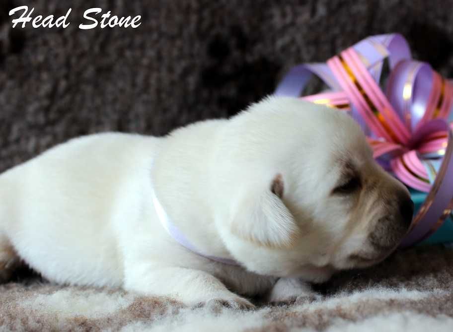 Лабрадор ретривер