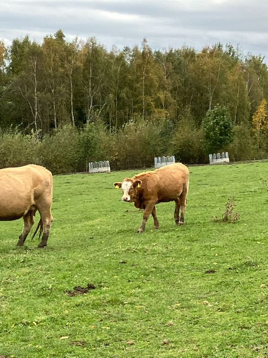 Byki jałówki z wolnego wybiegu perfekcyjne odsadki
