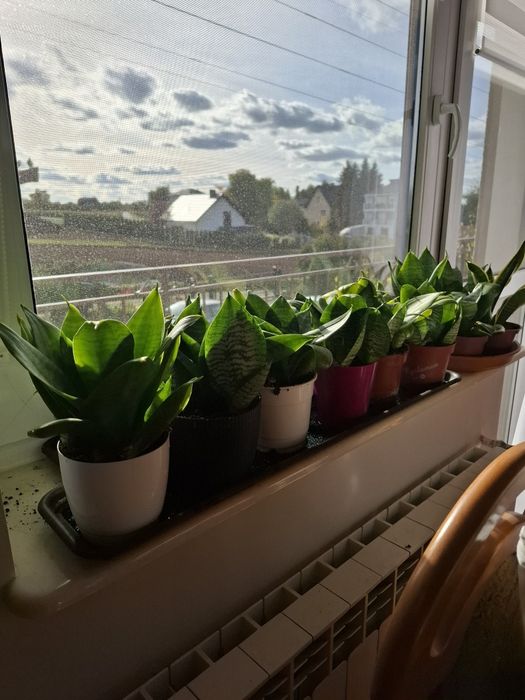 Kwiaty doniczkowe sansewieria,aloes, anginka