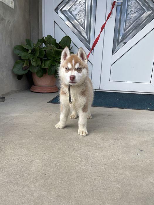 Сибірські хаски