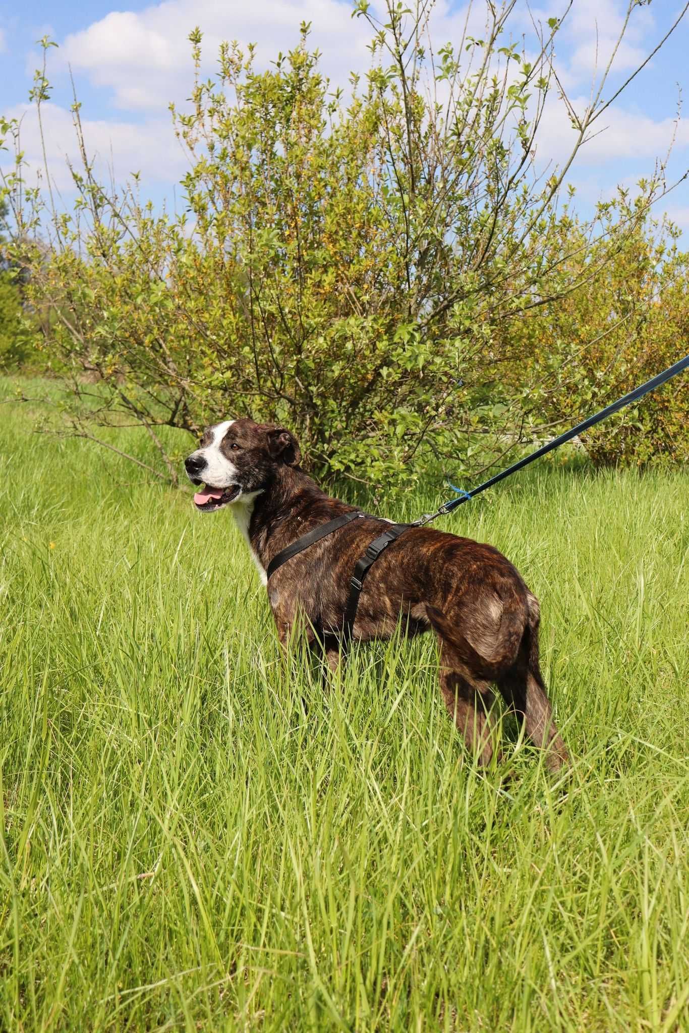 Roki do adopcji piękny pies