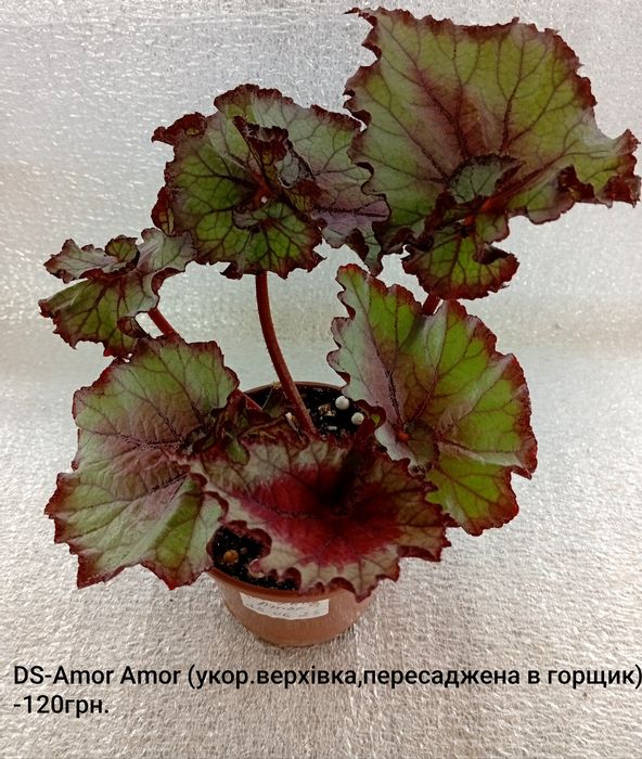 Кімнатні квітулічки