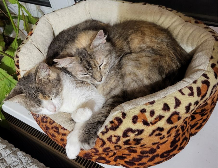 Киці, кицьки віддам у добрі руки