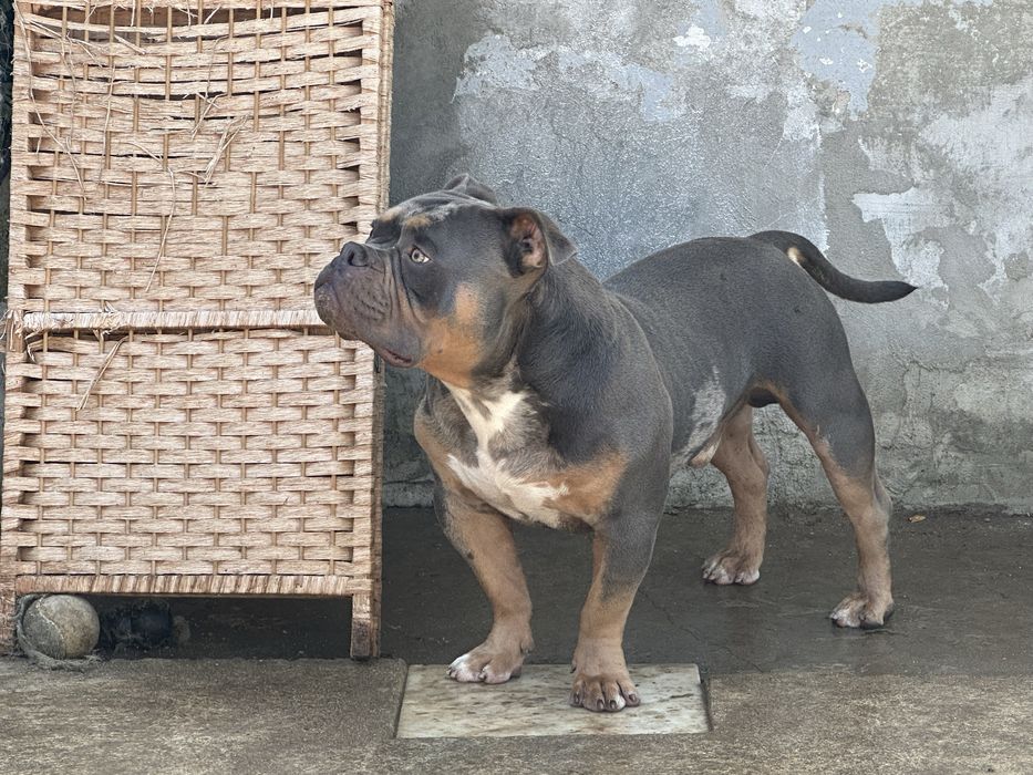 American bully  merle para montas