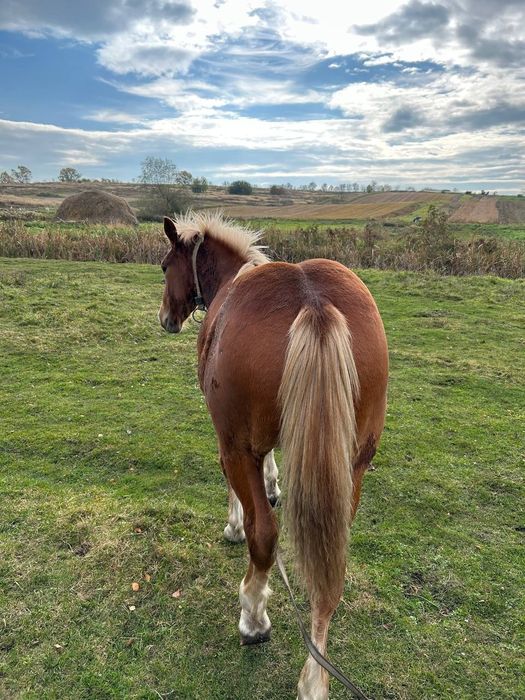 Продам лоша,7 місяців